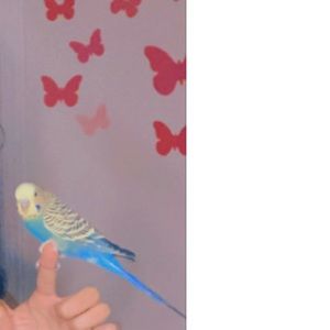 Meet your Posher, Zariah